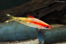 Dawkinsia denisonii – Torpedo Barbeel - Gold4570.jpg