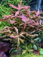 IMG_6754.jpeg