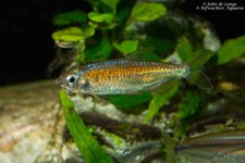 Phenacogrammus sp Fantastic 4900.jpg
