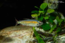 Phenacogrammus sp Fantastic 4904.jpg