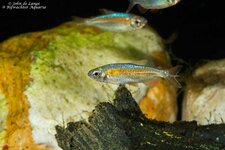 Phenacogrammus sp Fantastic 4905.jpg