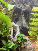 IMG_3059.jpeg