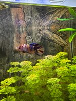 IMG_3188.jpeg