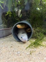 IMG_3240.jpeg