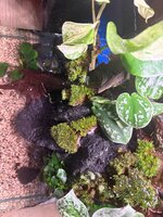 IMG_2768.jpeg