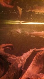 IMG-20261019-WA0026.jpeg