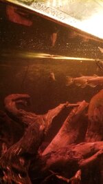 IMG-20261019-WA0023.jpeg