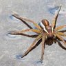 Dolomedes