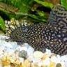 Marinus