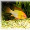 Guppie4321