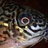 Corydoras