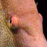 jeroenfishy