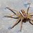 Dolomedes