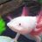 axolotlfan
