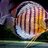 aquariadesigner