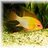 Guppie4321