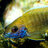 Ramon V
