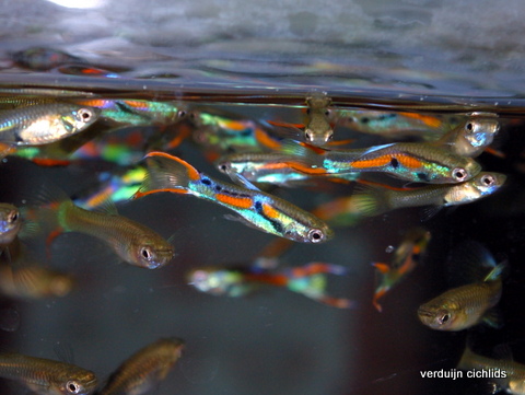endler-guppy.jpg