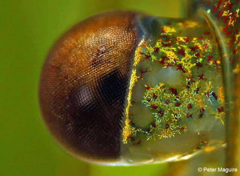 Caridina-multidentata-close-up-oog.jpg