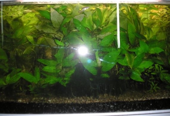aquaplanten.jpg