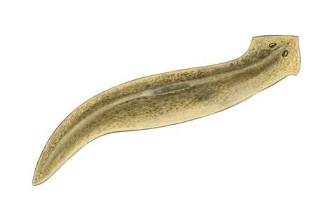 planaria.jpg