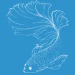 japanesefightingfish.org