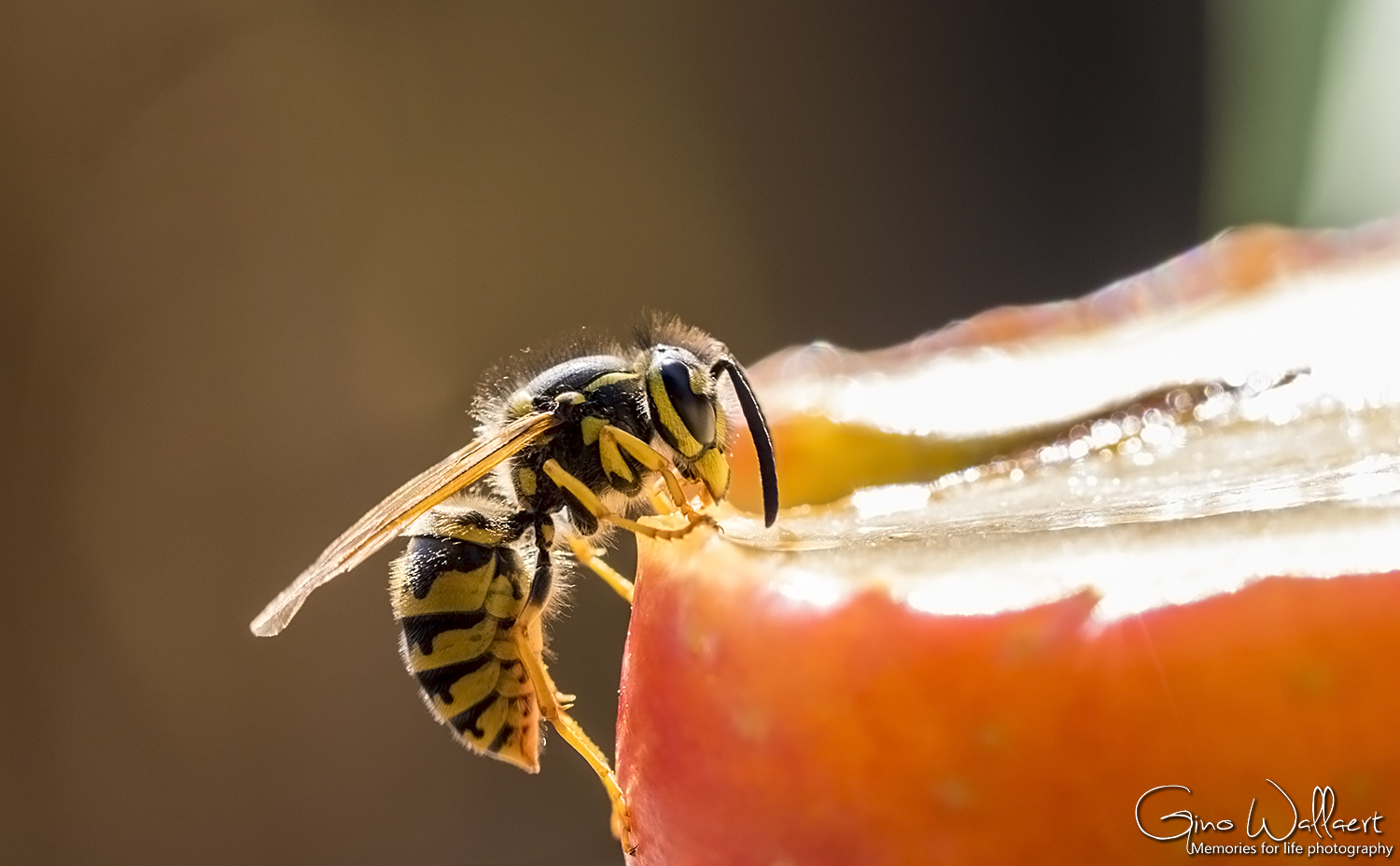 limonadewesp1.jpg