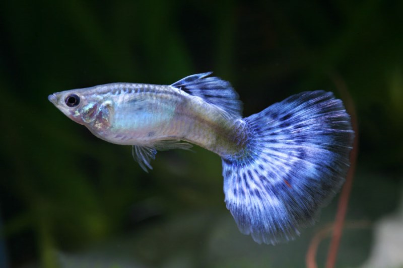 guppy-male-blue-diamond-small.jpg