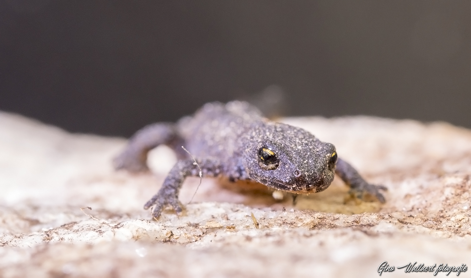 Salamander0.jpg