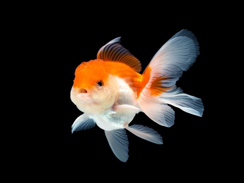 puregoldfish.com