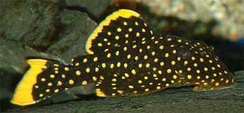 Gold-Nugget-Pleco.jpg