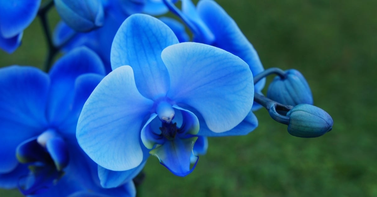 blue-orchid.jpg