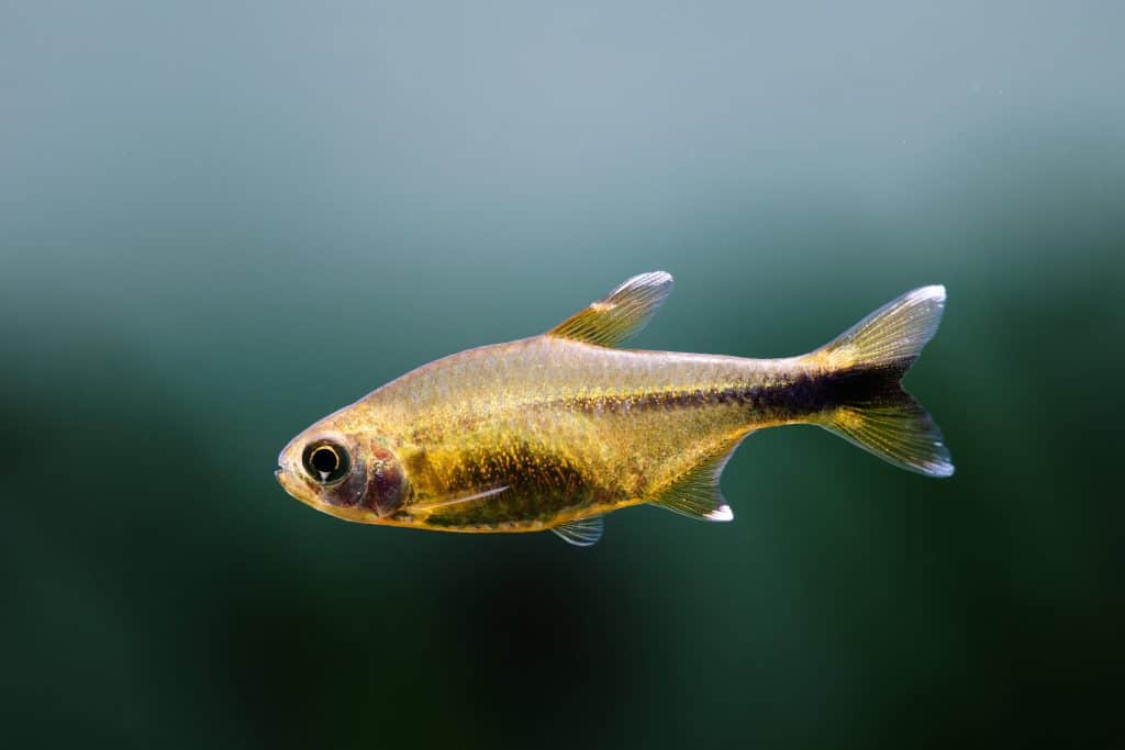 www.fishlaboratory.com