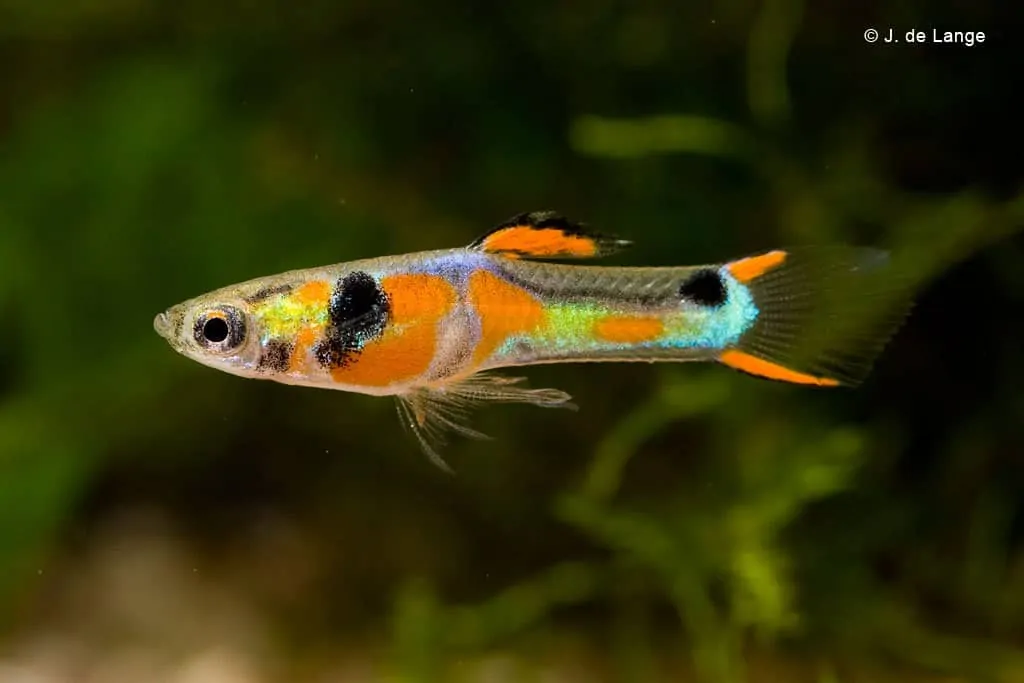 Poecilia_wingei_Endlers_Guppy.webp