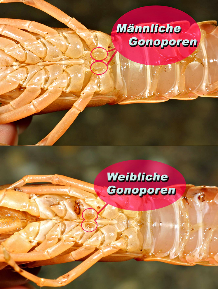 geschlechtsunterschiede_cherax-geschlechtsbestimmung_cherax.jpg