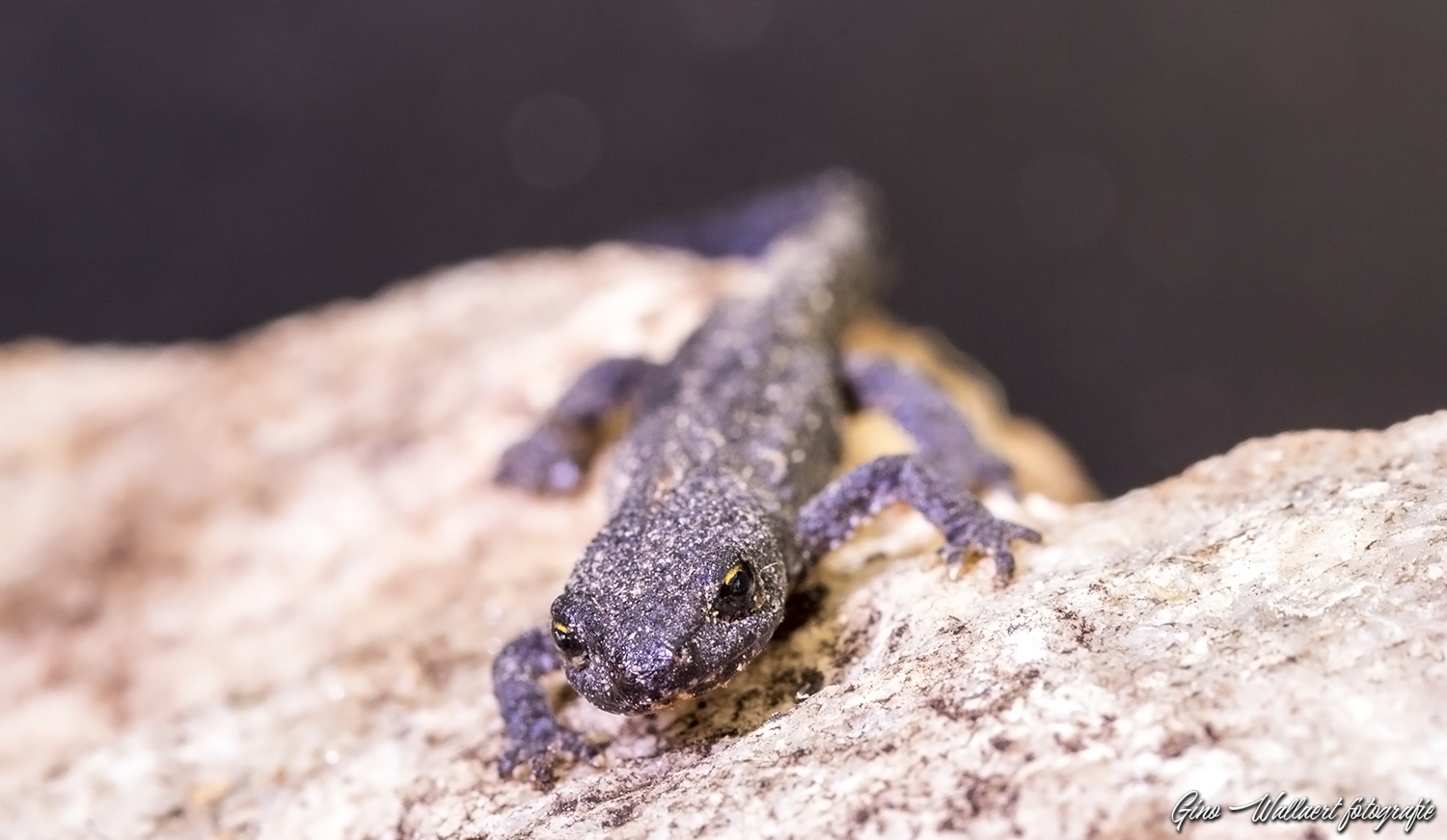 Salamander00.jpg