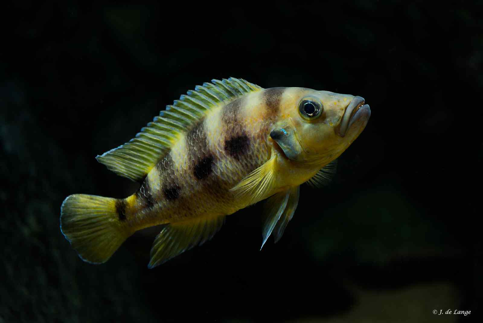 Neolamprologus-sexfasciatus-Gold1310.jpg