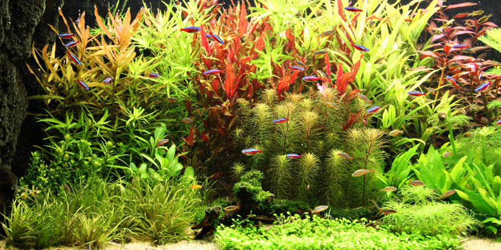 www.aquariumbemesting.nl