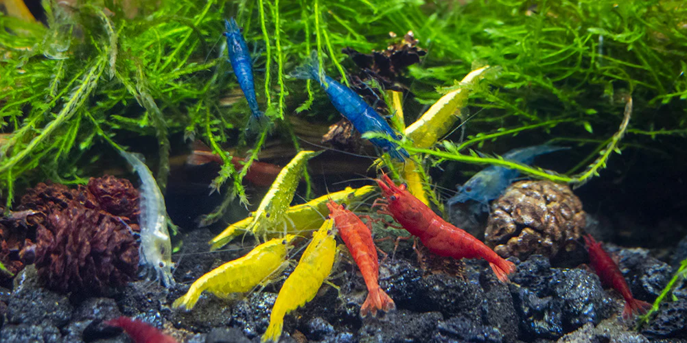 Neocaridina-Garnalen-1.png