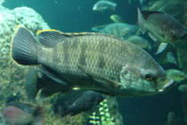 Oreochromis variabilis