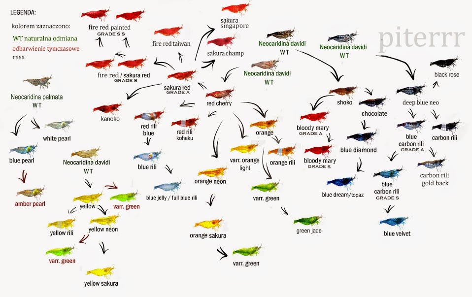 Neocaridina_family_tree.jpg