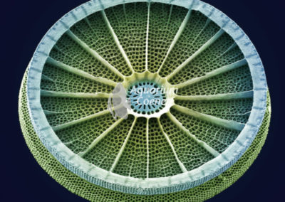 Aquarium-Coenen-diatom-1