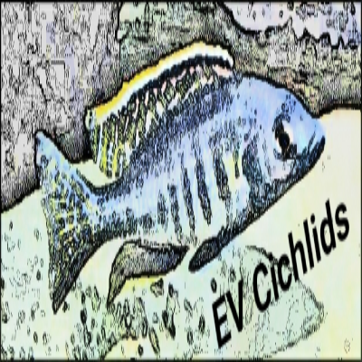 www.ev-cichlids.be