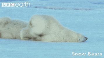 Tired Polar Bear GIF by BBC Earth