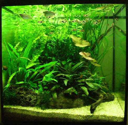 Aquarium-zonder-CO2.jpg