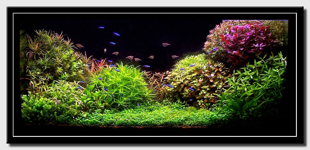 www.aquascaping-blog.com