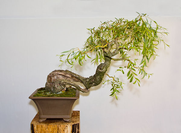 nrw-bonsai-2013-salix-babylonica.jpg